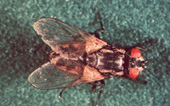 Mosca Doméstica