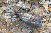 Palomilla Bandeada